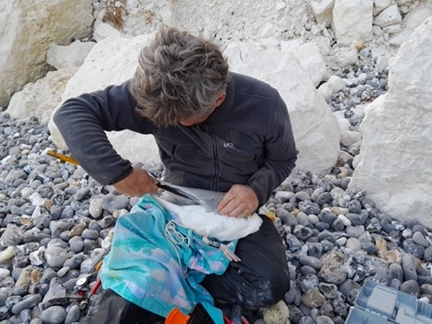Suivi Scientifique des Goélands Argentés et Marins en Mer : Une Surveillance au Long Cours